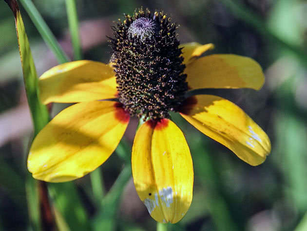 Рудбекия обхватывающая / Rudbeckia amplexicaulis