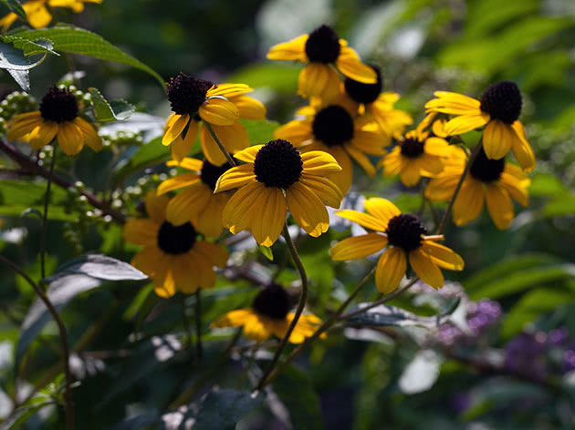 Рудбекия трилоба / Rudbeckia triloba