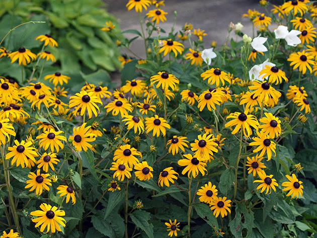 Рудбекия блестящая, или рудбекия лучистая / Rudbeckia fulgida