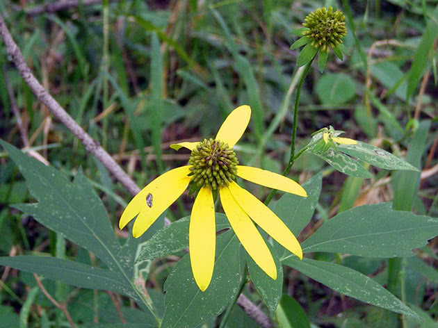 Рудбекия рассеченная / Rudbeckia laciniata