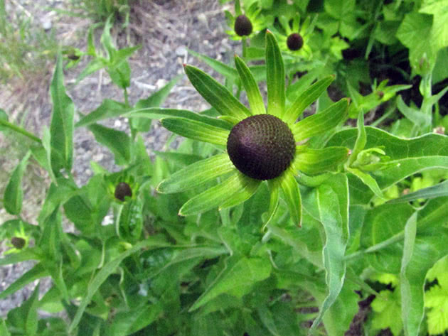Рудбекия западная / Rudbeckia occidentalis