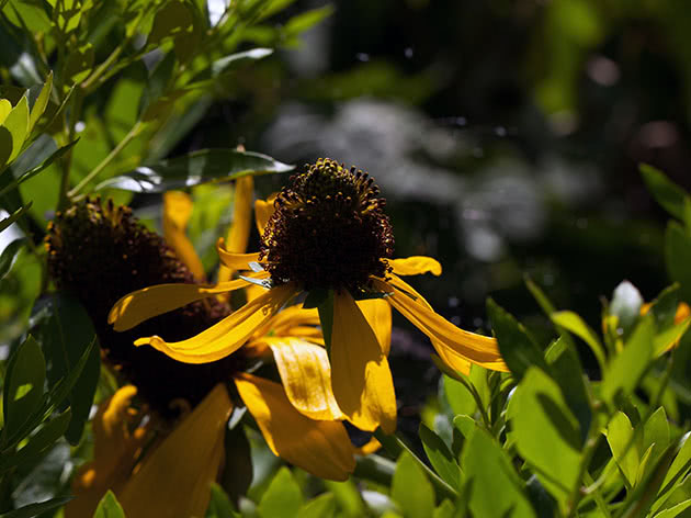 Рудбекия гигантская / Rudbeckia maxima