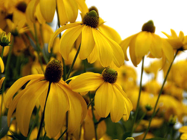 Рудбекия глянцевитая / Rudbeckia nitida