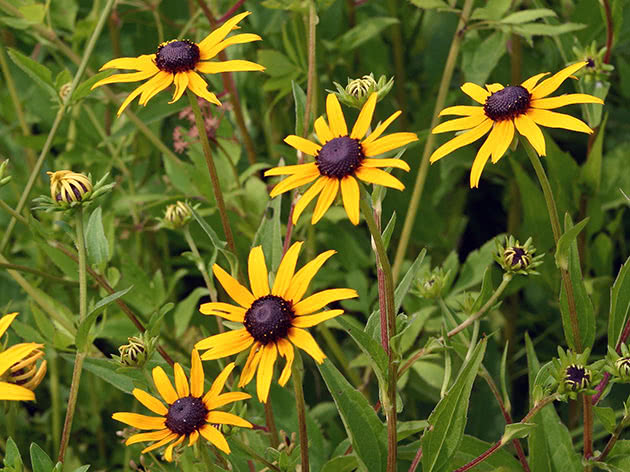 Рудбекия красивая, или прекрасная / Rudbeckia speciosa