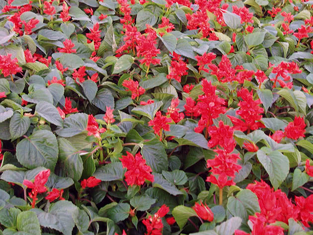 Сальвия сверкающая, или блестящая / Salvia splendens