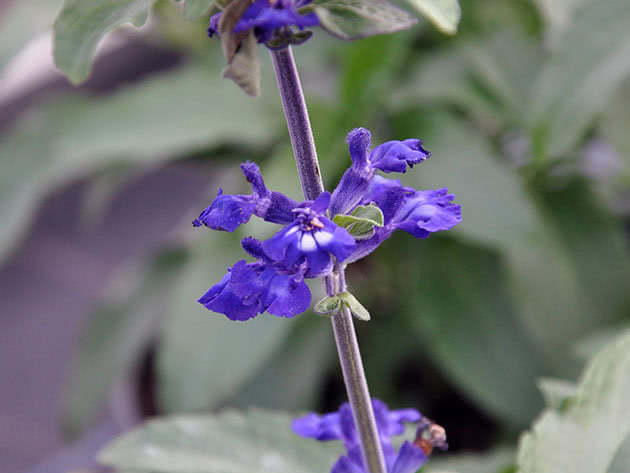 Сальвия мучнистая / Salvia farinacea