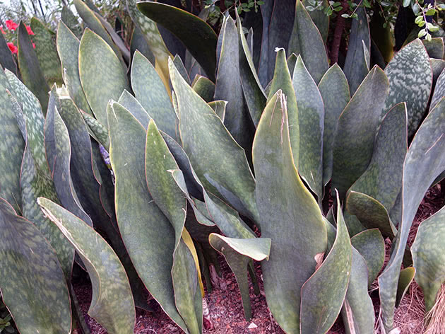 Сансевиерия большая (Sansevieria grandis)