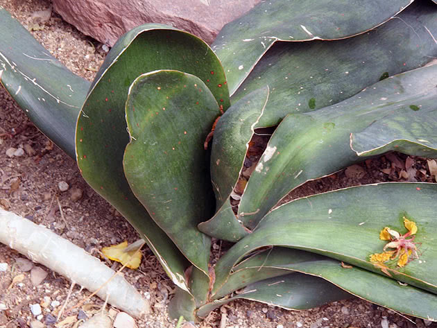 Сансевиерия гиацинтовая (Sansevieria hyacinthoides)