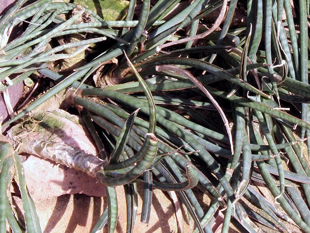 Сансевиерия изящная или грациозная (Sansevieria gracilis)