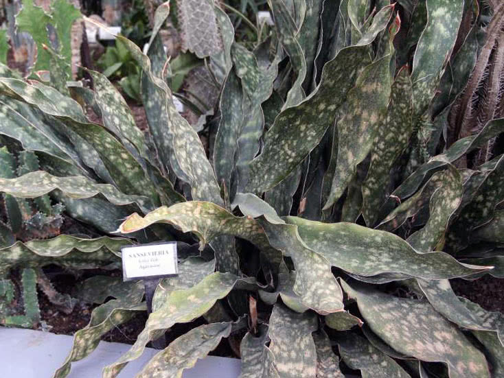Сансевиерия Кирка (Sansevieria kirkii)