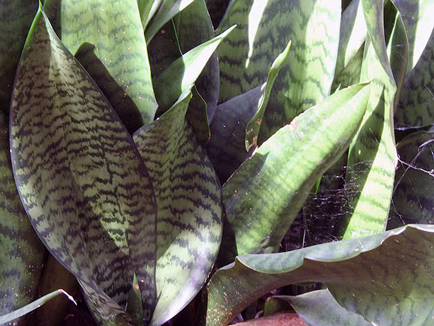 Сансевиерия либерийская (Sansevieria liberica)