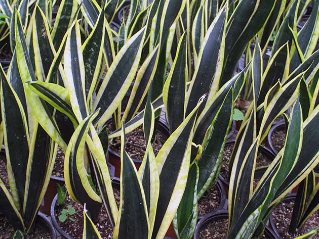 Сансевиерия трехполосная (Sansevieria trifasciata)