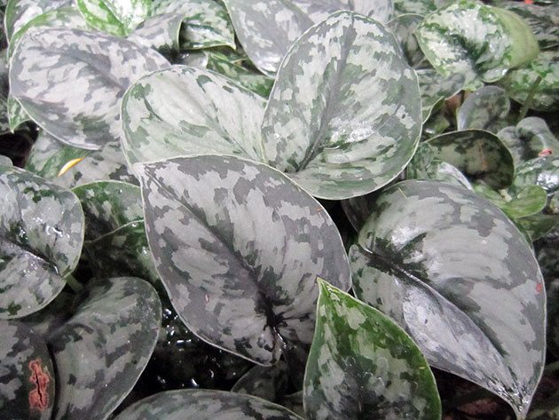 Сциндапсус расписной / Scindapsus pictus