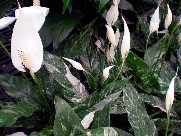 Спатифиллум Домино / Spathiphyllum Domino