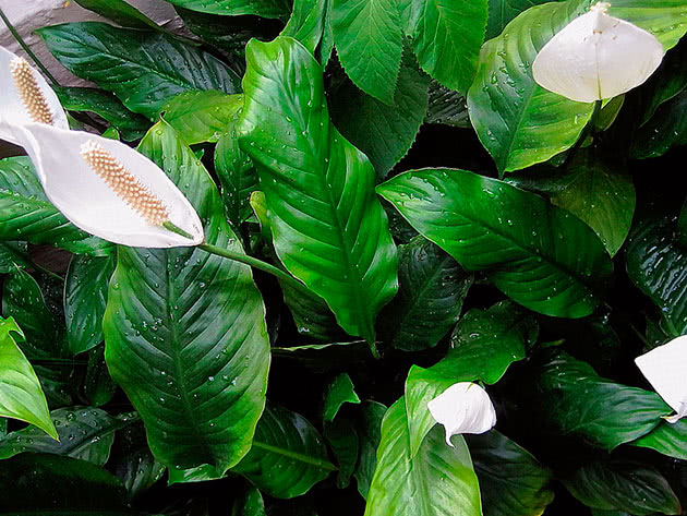 Спатифиллум обильноцветущий Мауна Лоа / Spathiphyllum floribundum Mauna Loa