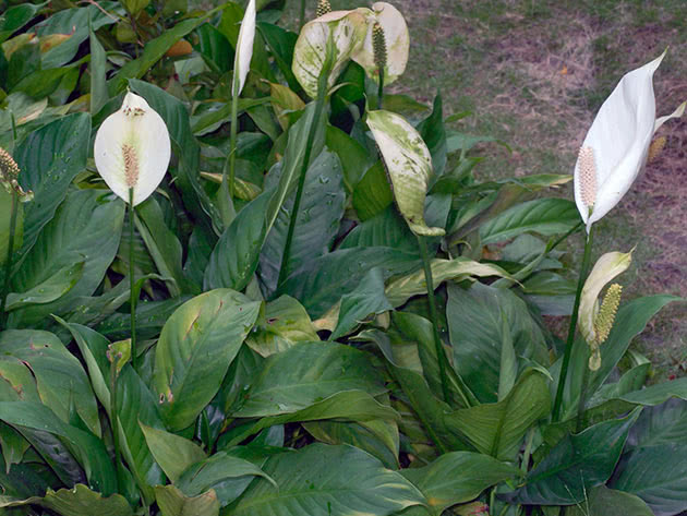 Спатифиллум Уоллиса / Spathiphyllum wallisii