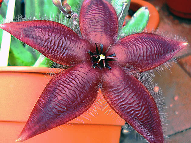 Стапелия звездообразная / Stapelia asterias
