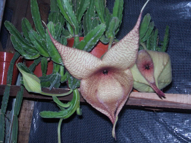 Гигантская стапелия / Stapelia gigantea