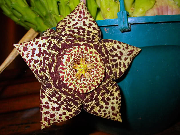 Стапелия пестрая, или варьирующая / Stapelia variegata
