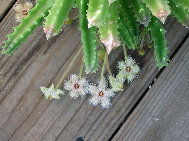Стапелия железистоцветковая / Stapelia glanduliflora