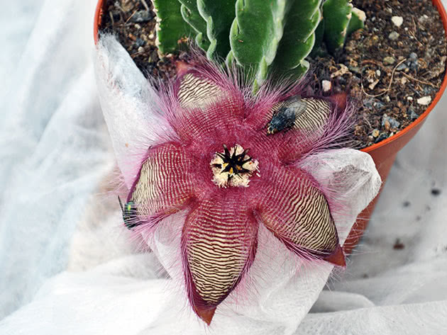 Стапелия крупноцветковая / Stapelia grandiflora
