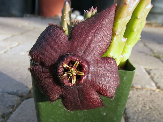 Стапелия изменчивая / Stapelia mutabilis
