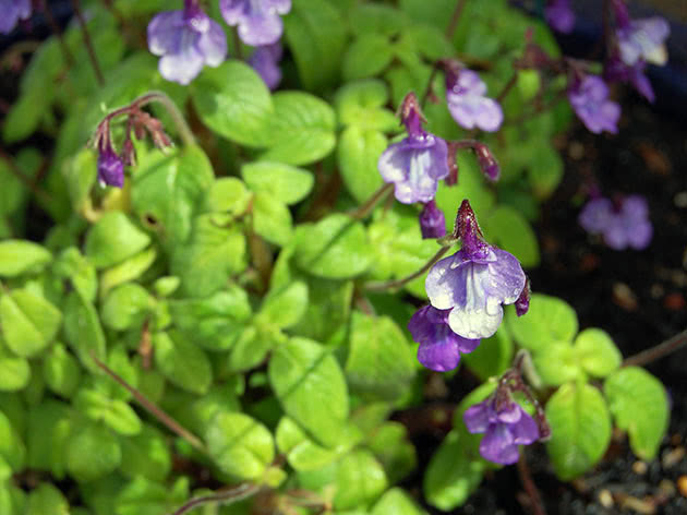 Стрептокарпус скальный / Streptocarpus saxorum