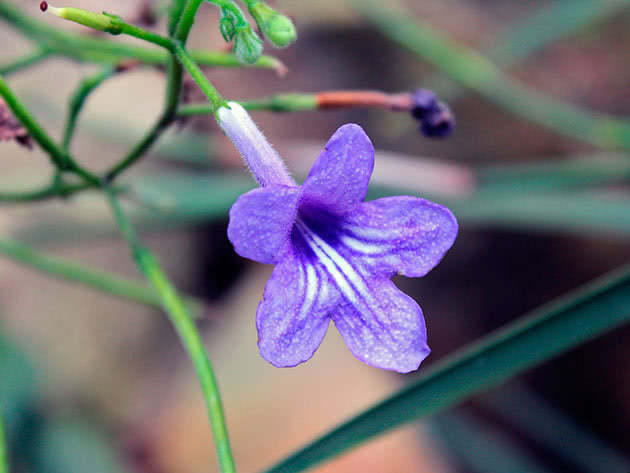Стрептокарпус Вендланда / Streptocarpus wendlandii