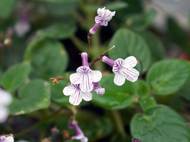 Стрептокарпус Кирка / Streptocarpus kirkii