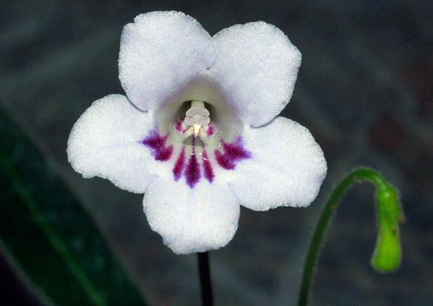 Стрептокарпус королевский (Рекса) / Streptocarpus rexii