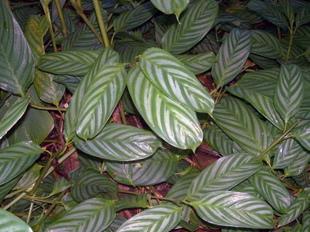 Строманта приятная / Stromanthe amabilis