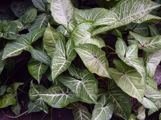 Сингониум подофилловый, или ножколистный / Syngonium podophyllum