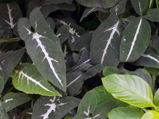 Сингониум Вендланда / Syngonium wendlandii