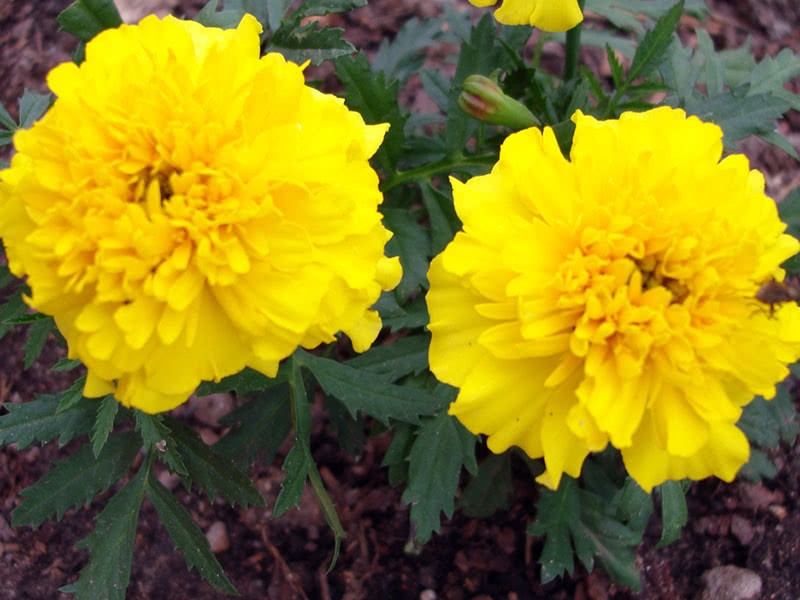 Бархатцы прямостоячие Желтый (Tagetes erecta)