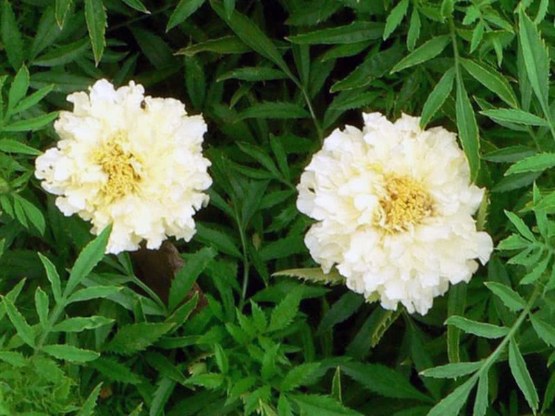 Бархатцы прямостоячие Килиманджаро (Tagetes erecta)
