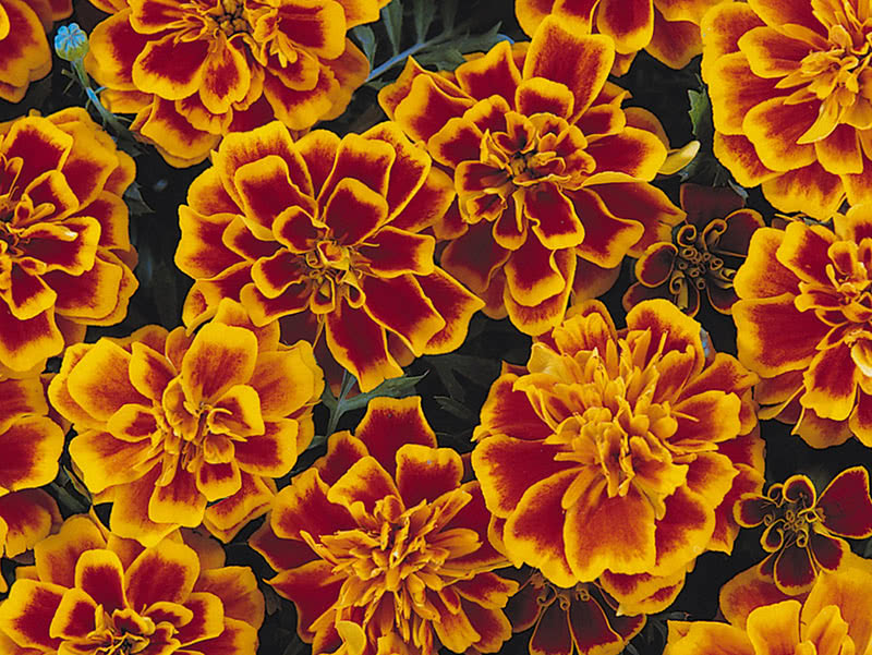 Бархатцы низкорослые (Tagetes patula Bonanza Flame)