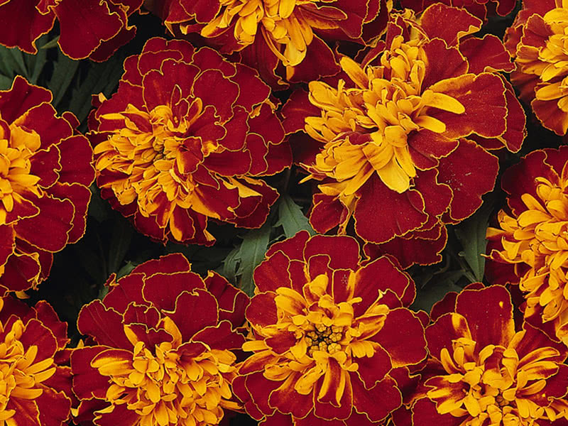Бархатцы низкорослые (Tagetes patula Bonanza Harmony)
