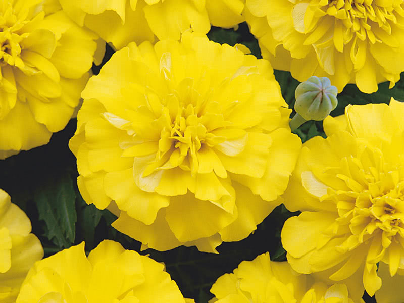 Бархатцы низкорослые (Tagetes patula Bonanza Yellow)