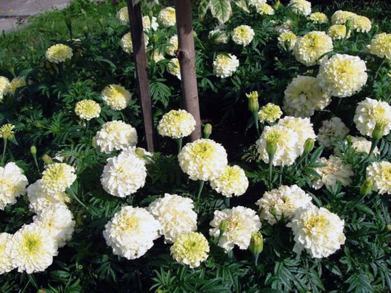 Бархатцы прямостоячие Ванилла (Tagetes erecta)