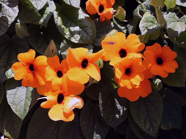 Тунбергия крылатая / Thunbergia alata