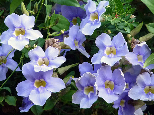 Тунбергия крупноцветковая (Thunbergia grandiflora), тунбергия грандифлора, тунбергия голубая