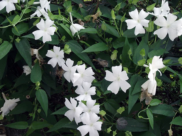 Тунбергия душистая / Thunbergia fragrans
