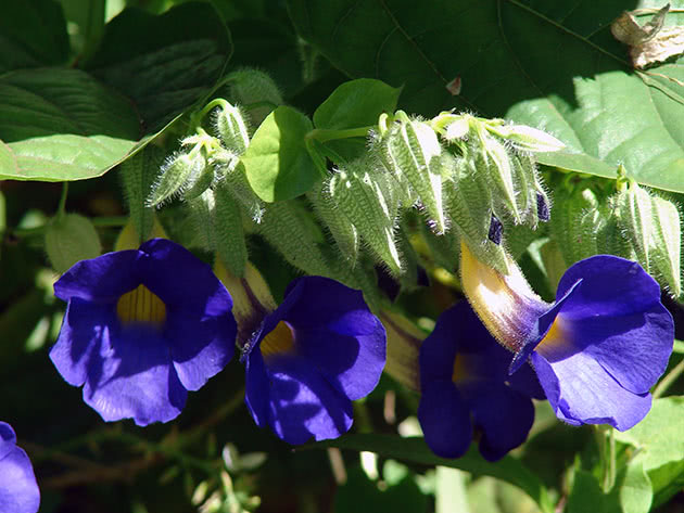 Тунбергия Баттискомба / Thunbergia battiscombei