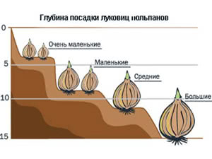 Условия посадки тюльпанов