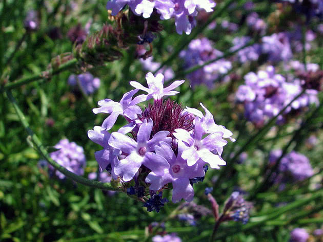 Verbena in the garden