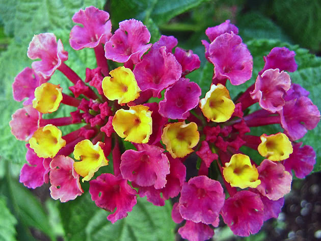 Blossoming verbena