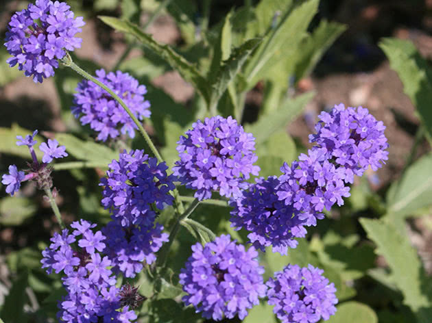 Verbena