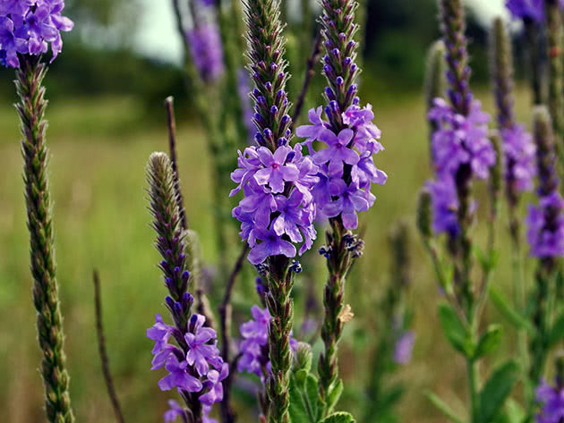 Вербена прямая / Verbena stricta