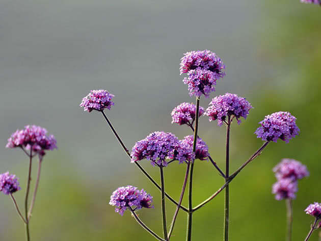 Вербена буэнос-айресская / Verbena bonariensis