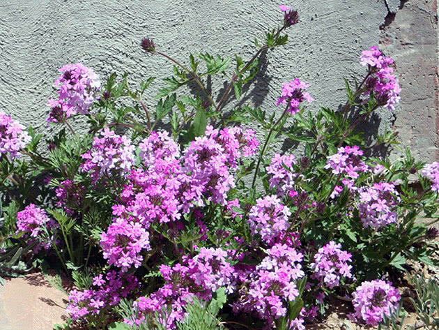 Вербена канадская / Verbena canadensis